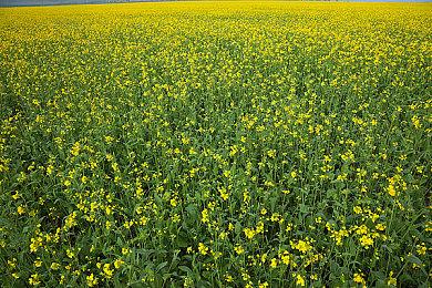 《杀手3》明日进行直播 详细介绍第二年内容计划