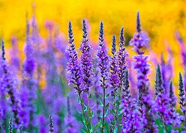 《四海兄弟：故乡》全新预告 西西里风情展示